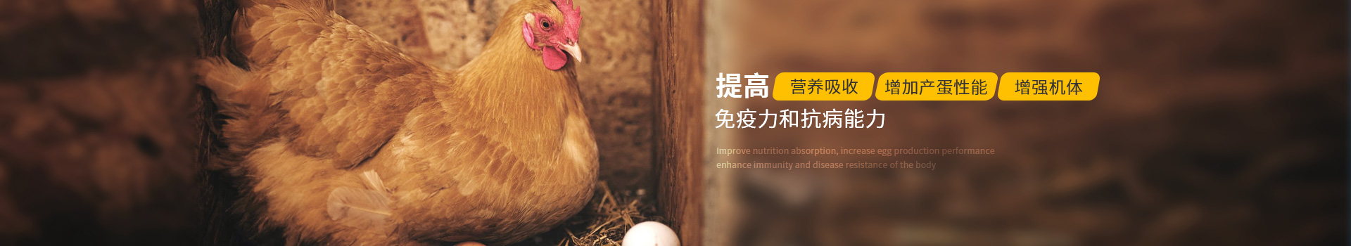 蛋禽用药：提高营养吸收、增加产蛋性能、增强机体