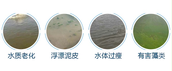 水产养殖中的常见问题