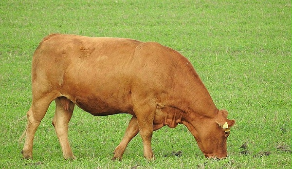 母牛屡配不孕怎么办？