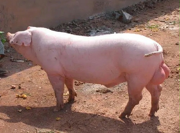 种公的猪饲养管理