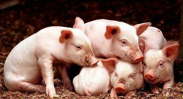 用猪用饲料添加剂预防猪冬季感冒