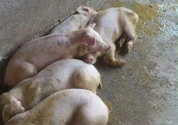 猪拉稀什么原因怎么办