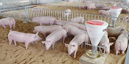 养猪低迷期如何做好养猪的成本控制？