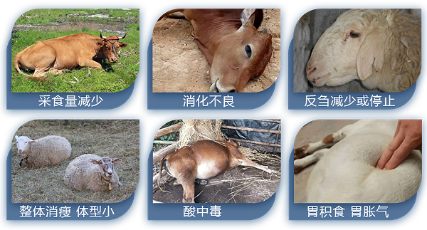 牛羊养殖中常见问题
