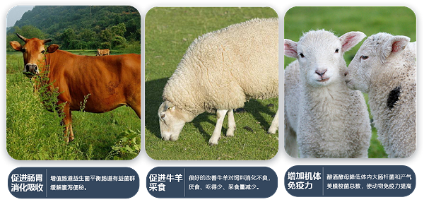 牛羊胃动力产品功效