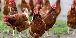蛋鸡常见疾病分析——引起高产蛋鸡卵黄性腹膜炎的五大因素|晨源生物