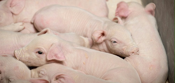 母猪初乳对猪场的重要性
