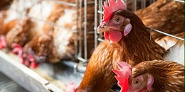 我们在养鸡过程中，如何防止蛋禽脱肛？
