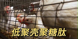 邀约不断！【低聚壳聚糖肽】获多家养殖企业力邀！