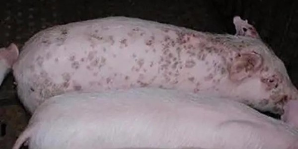 晨源生物——猪圆环病毒病的危害有多大？