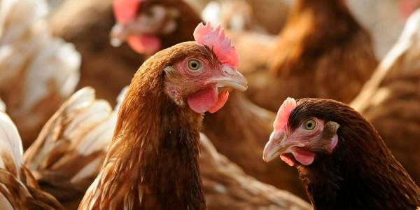 禽养殖知识——养鸡就是养肠道，鸡肠道知识大全|晨源生物