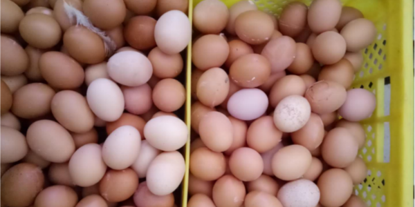 春季蛋壳发白的真正原因是什么？