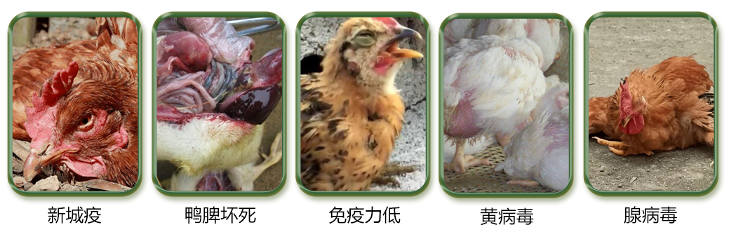 禽类养殖中常见的问题