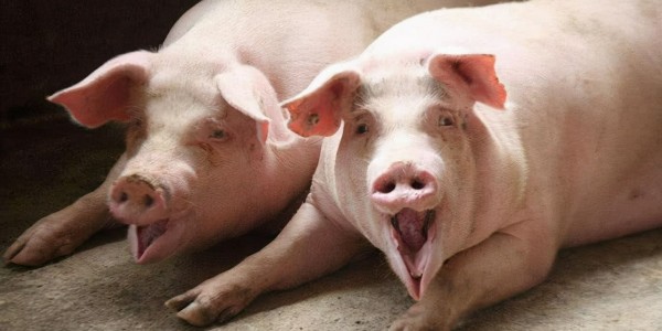 养猪人请收藏！猪呕吐离不开的四个因素|晨源生物养猪知识
