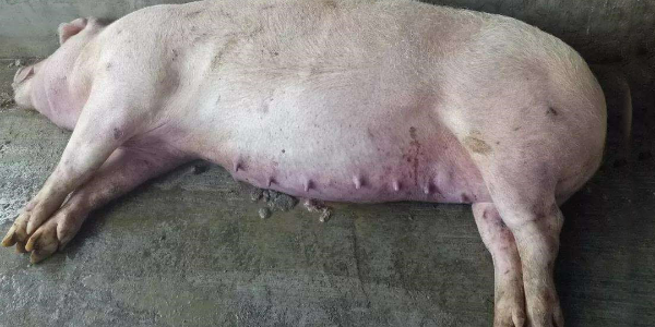猪传染病如何防控，如何减少猪传染病的发生？