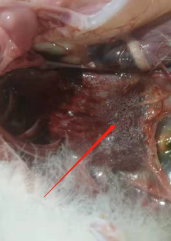 鸭黑肺病解剖图