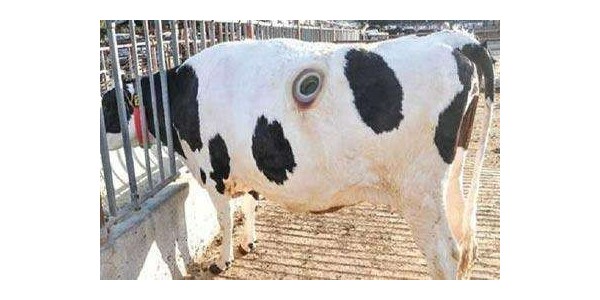 牛养殖知识——牛瘤胃臌气病因症状解决方案全解析