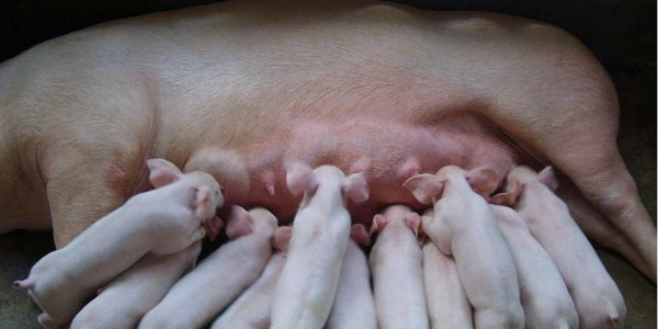 河南猪饲料添加剂厂家就选晨源生物