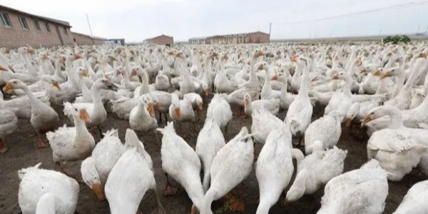 冬季蛋鸭产蛋下降是什么原因引起-晨源生物