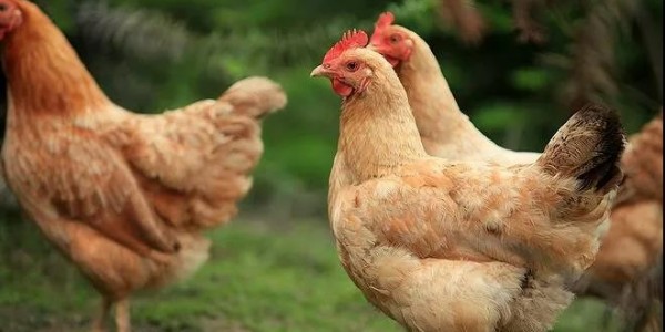 养殖问题解答|为什么散养土鸡呼吸道疾病那么难治？