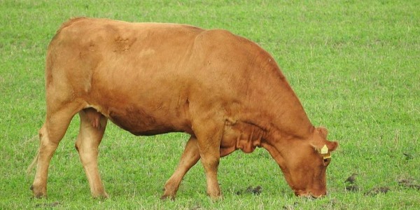 母牛屡配不孕怎么办？