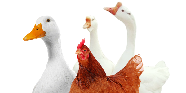 禽药厂家教你应该如何选购靠谱的禽药|晨源生物