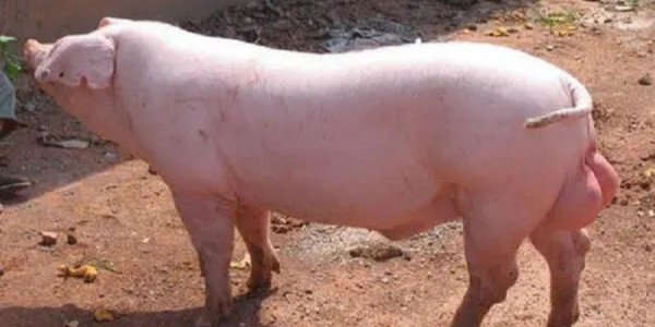 种公猪的饲养管理-晨源生物