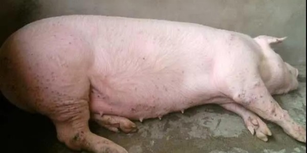 晨源生物——猪乙型脑炎，公母猪不能幸免？