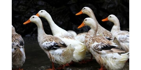 晨源生物—剖析鸭病毒性感冒与卵黄性腹膜炎混合感染