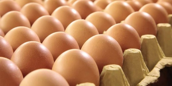 蛋鸡蛋壳不好什么原因，这篇文章为您解答|晨源生物蛋鸡殖知识