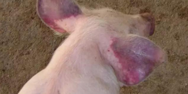 养殖知识：秋季猪场要预防哪些疾病？