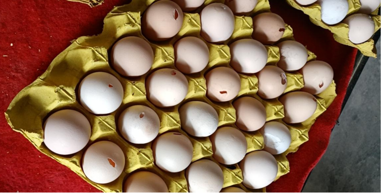 蛋鸡养殖