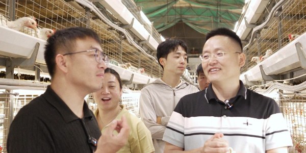 实地核验养殖实证数据！晨源生物【低聚壳聚糖肽】河北大名规模化肉鸡试验顺利完成