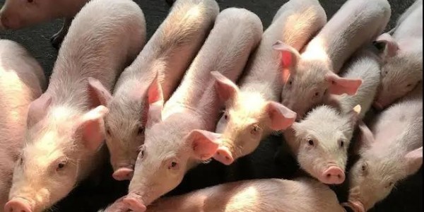 晨源生物——外购仔猪的预防保健方案！