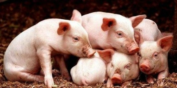 冬季如何使用猪用饲料添加剂低成本预防猪感冒？
