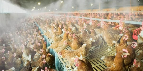 禽养殖知识预警！警惕近期安卡拉病毒