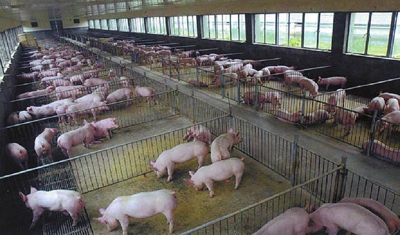 猪养殖场