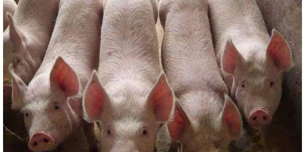 养殖知识|立秋过后，猪场养殖贴秋膘必关注的4点！