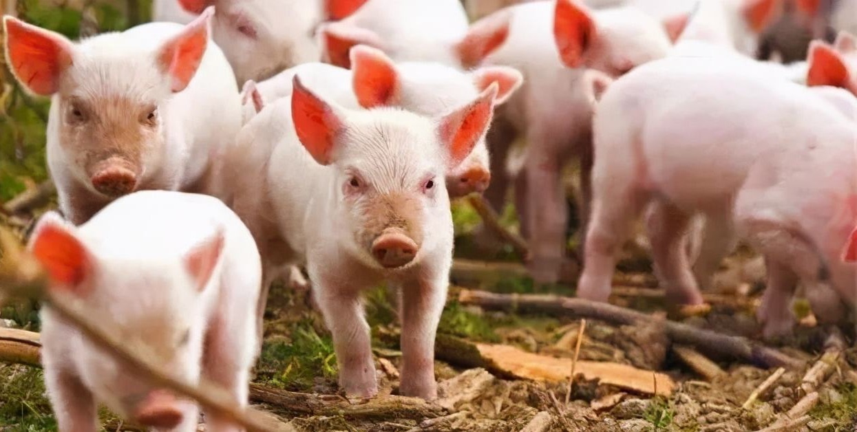如何做好仔猪的饲养管理提高经济效益？