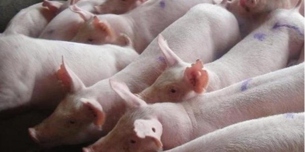 2021新整理 秋冬季常见猪病及防治