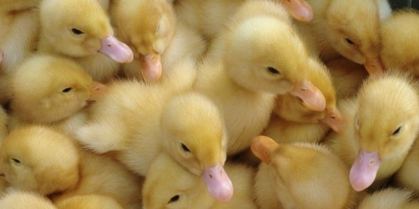 肉鸭养殖知识之如何提高雏鸭的成活率、健雏率