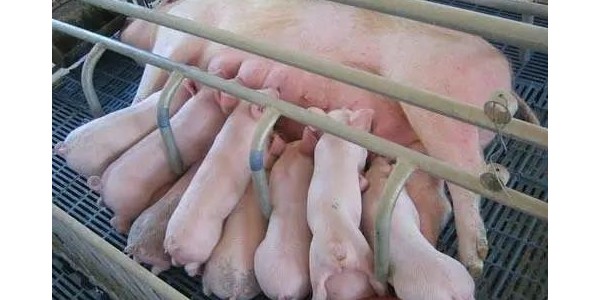 晨源生物——母猪低温症的预防！