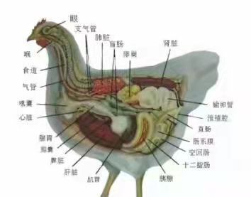 鸡外观上会有什么样的症状？