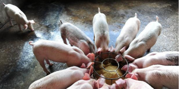 晨源生物：春季寄生虫危害多 猪场驱虫请注意以下三点！