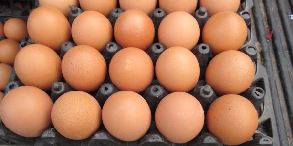 鸡蛋蛋壳质量不好应该怎么办？蛋壳质量差解决方案分享