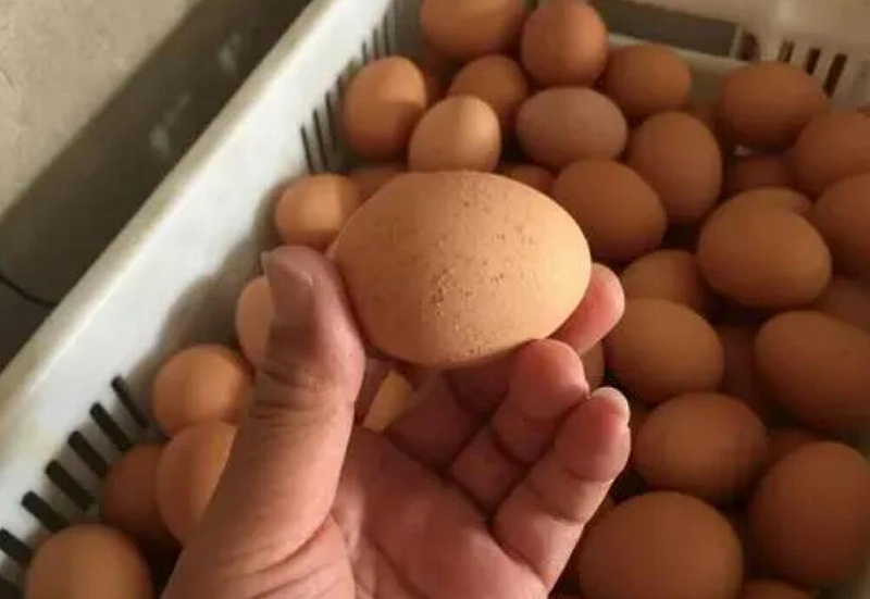 蛋壳质量差解决方案