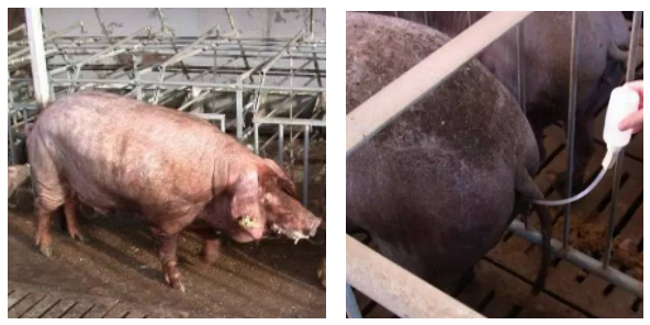 母猪屡配不孕猪场饲料浪费的原因以及解决办法