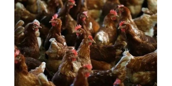 鸡传染性喉气管炎症状及防治-晨源生物