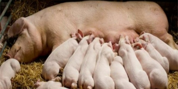 母猪产后无乳原因分析及防治措施
