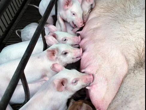 母猪产后无乳